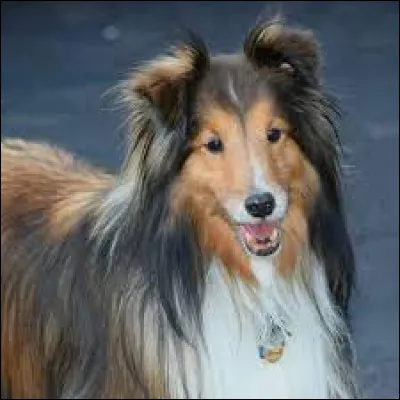 Quel est l'esp&eacute;rance de vie d'un colley ?