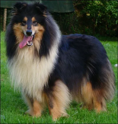 D'o&ugrave; sont originaires les colleys ?