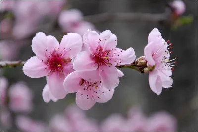 De quelle couleur sont ces fleurs de cerisier ?
