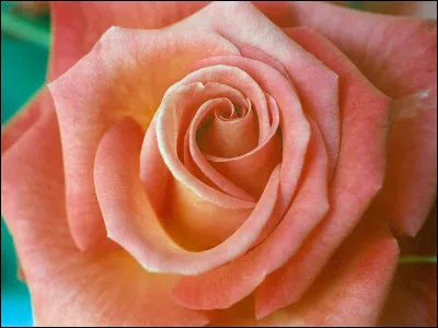 De quelle couleur est cette rose ?