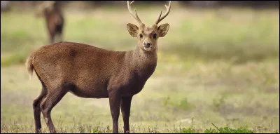 Complétez les paroles de "Le Chant du renne" : 
Les rennes sont plus heureux que moi 
Sven, l'amour qu'elle histoire !
Tu ne sais plus quoi faire
Pourtant tes sentiments sont sincères 
Allons Kristoff,...