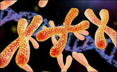 Combien de chromosomes possède chaque cellule du corps humain ?
