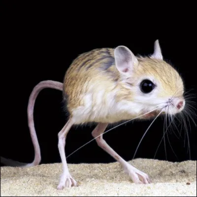 Quel rongeur de la famille des dipodid&eacute;s est identifiable &agrave; ses longues pattes post&eacute;rieures qui lui permettent de faire de grands sauts ?