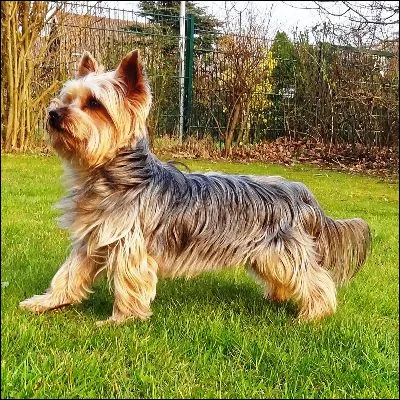 Comment s�appelle cette race de chien ?