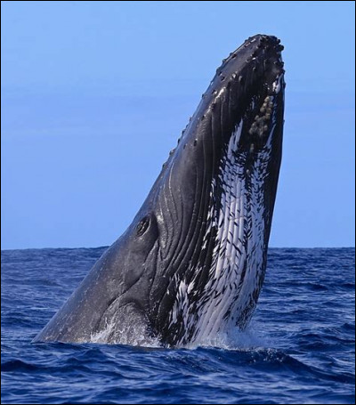 Les baleines - Quelle est la taille des nageoires pectorales de la baleine à bosse ?