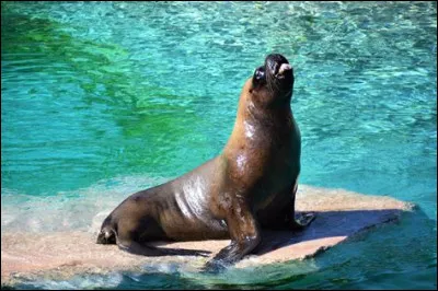 Les otaries - Comment la femelle localise-t-elle son petit dans la colonie ?