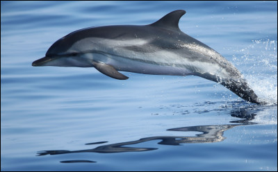 Les dauphins - Quelle est la taille du delphineau à la naissance ?