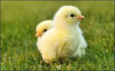 Comment s'appelle cet animal ?