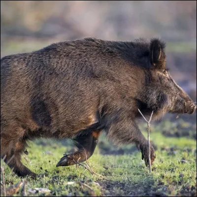 Comment s'appelle cet animal ?