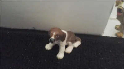 Quelle est sa race ?