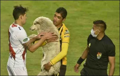 En 2020, lors d'un match de football en Bolivie, qu'a volé le chien qui s'est introduit sur le terrain ?
