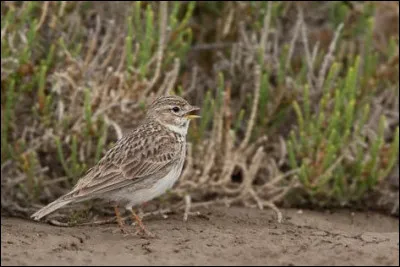 En France, quel impôt représentait 5 à 10% des recettes de l'état au début du XVIIe siècle ?