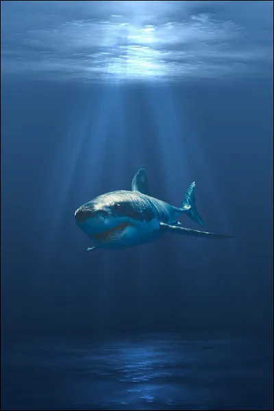 Les requins bleus se mordent entre eux dans un but précis.
Mais lequel ?