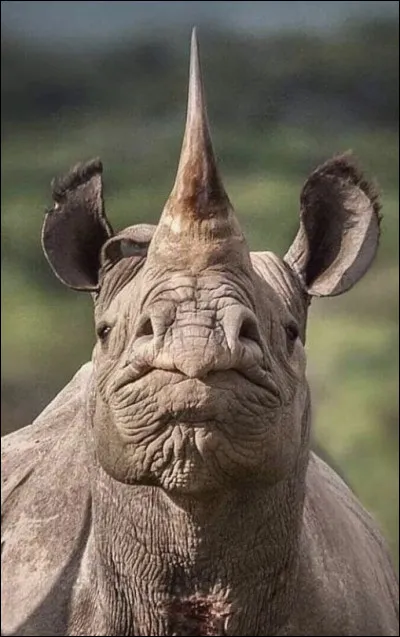 Pourquoi les rhinocéros émettent-ils un grincement ?