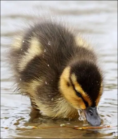 Tout ce qu'un caneton rencontre 10 minutes après sa naissance devient...