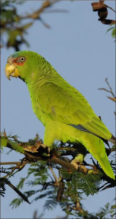 L'amazone à front blanc mâle vomit sur les femelles avec lesquelles...