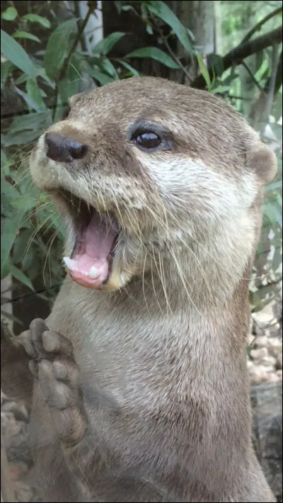 Les loutres ont des pierres préférées qu'elles emmènent partout :