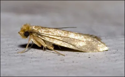 Que font certaines mites quand les oiseaux dorment ?