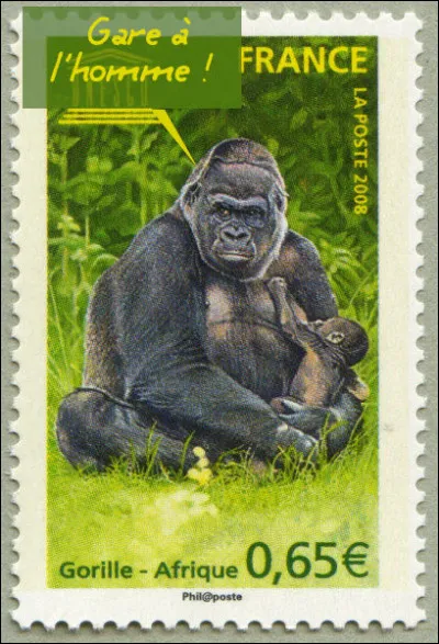 Où trouve-t-on encore ces gorilles des montagnes dits "à dos argenté" ?