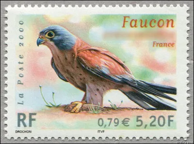 Celui-ci n'est pas "crécerelle", mais peu s'en faut !