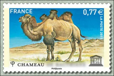 Ce chameau à trois bosses est tellement rare qu'on ne l'a plus aperçu depuis 2007 : c'est le chameau ... (Complétez !)