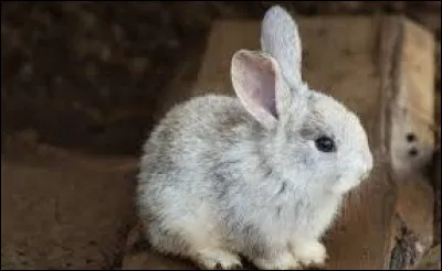 Comment sappelle cet animal ?