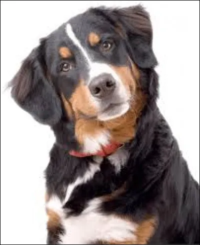 Quel est le nom de cet animal ?