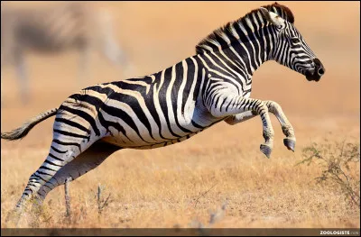 Quel est cet animal ?