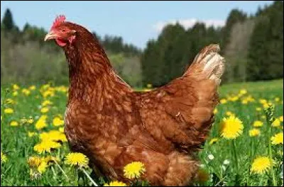 Quel est cet animal ?