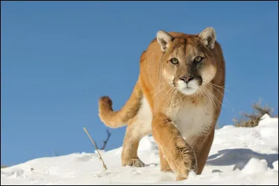 Quel est cet animal ?