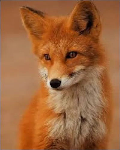 Quel est cet animal ?