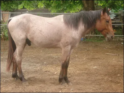 De quelle robe est ce cheval ?