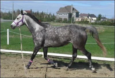 Quelle est la robe de ce cheval ?