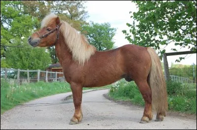 Quelle est la robe de ce poney ?