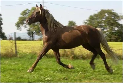 De quelle robe est ce cheval ?