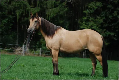 De quelle robe est ce cheval ?