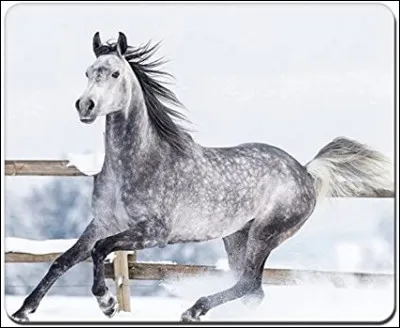 Quelle est la robe de ce cheval ?