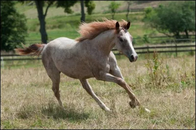 De quelle robe est ce cheval ?