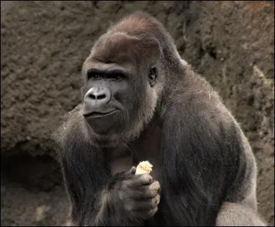 Lesquels de ces singes sont en voie de disparition ?