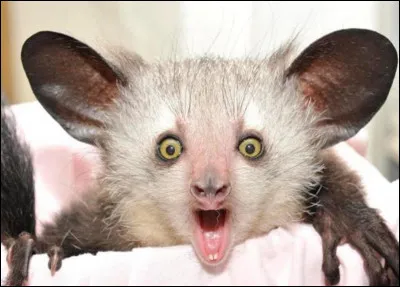 Quelles sont les couleurs du tapir malais ? Le... et le...