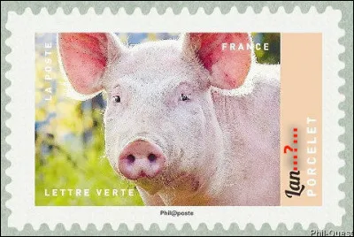 Quel est le pedigree de ce porcelet, à la bouille au moins aussi sympathique que n'importe quel homme politique ?
