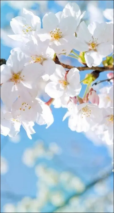 Jusqu'à quel âge Rosa reçoit-elle l'école à la maison ?