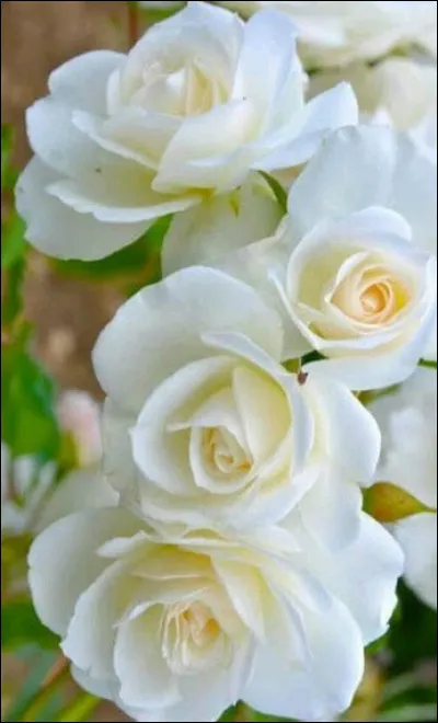 Combien de fois le KKK incendie-t-il son école ?