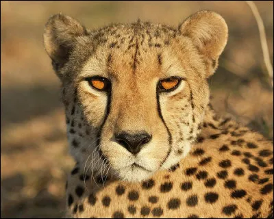 Quel est ce félin ?