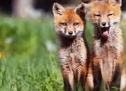 Test Quel animal de la forêt es-tu ?