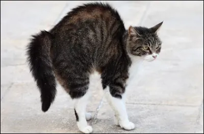 Tu trouves des intrus sur ton territoire. Que fais-tu ?