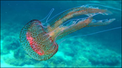 Les méduses - Quelle longueur les filaments des méduses peuvent-ils atteindre ?