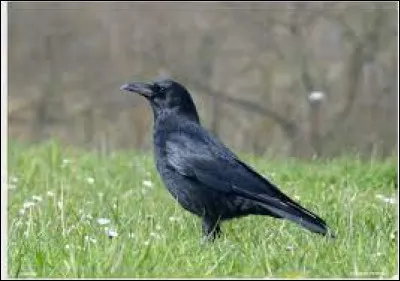 1966 : Johnny Hallyday chante "Noir c'est noir".
Quel est le nom de cet oiseau au plumage noir ?
