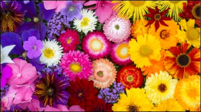 Quelles sont tes fleurs pr&eacute;f&eacute;r&eacute;es ?