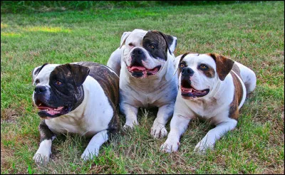 Quelle taille fait un bouledogue américain femelle ?